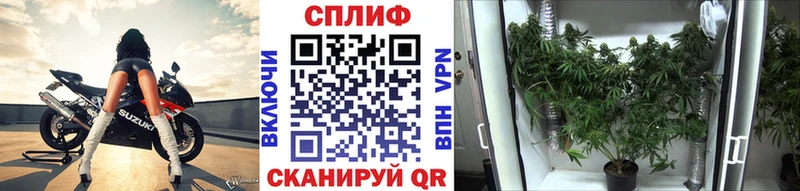 купить  цена  Тында  Канабис OG Kush 